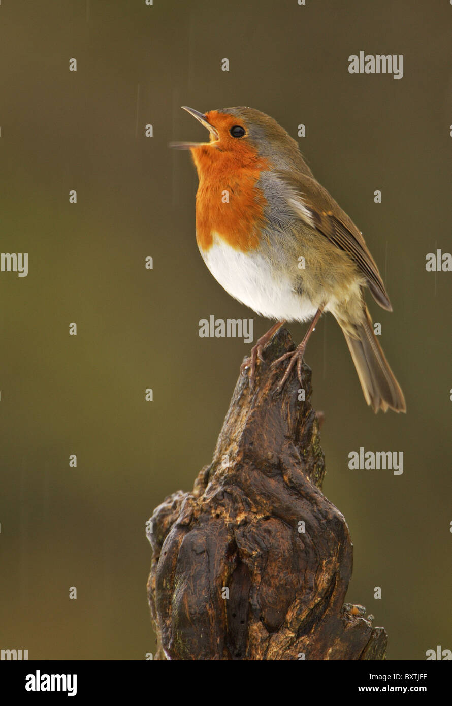 Robin (Erithacus Rubecula), Erwachsene, thront auf alten Baumstumpf, singend im Regen im Garten, Warwickshire, England Stockfoto