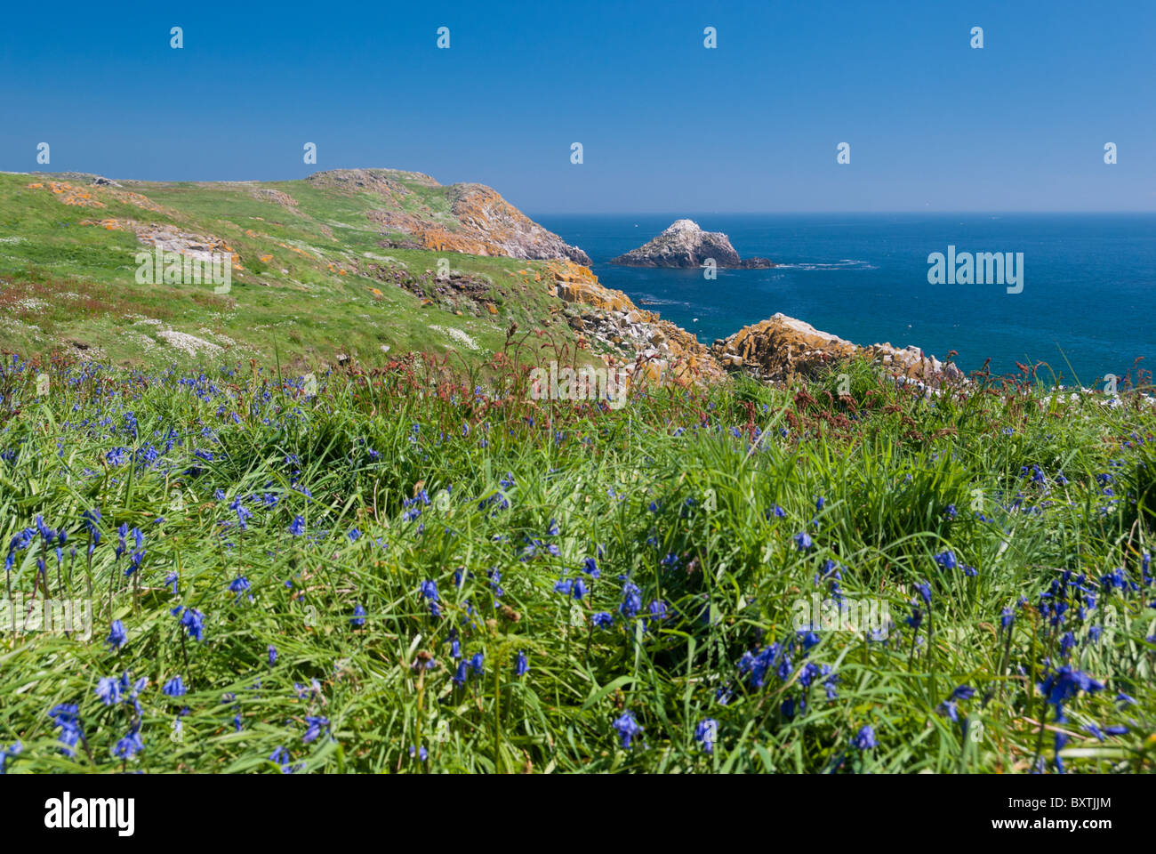 Great Saltee Island Stockfoto