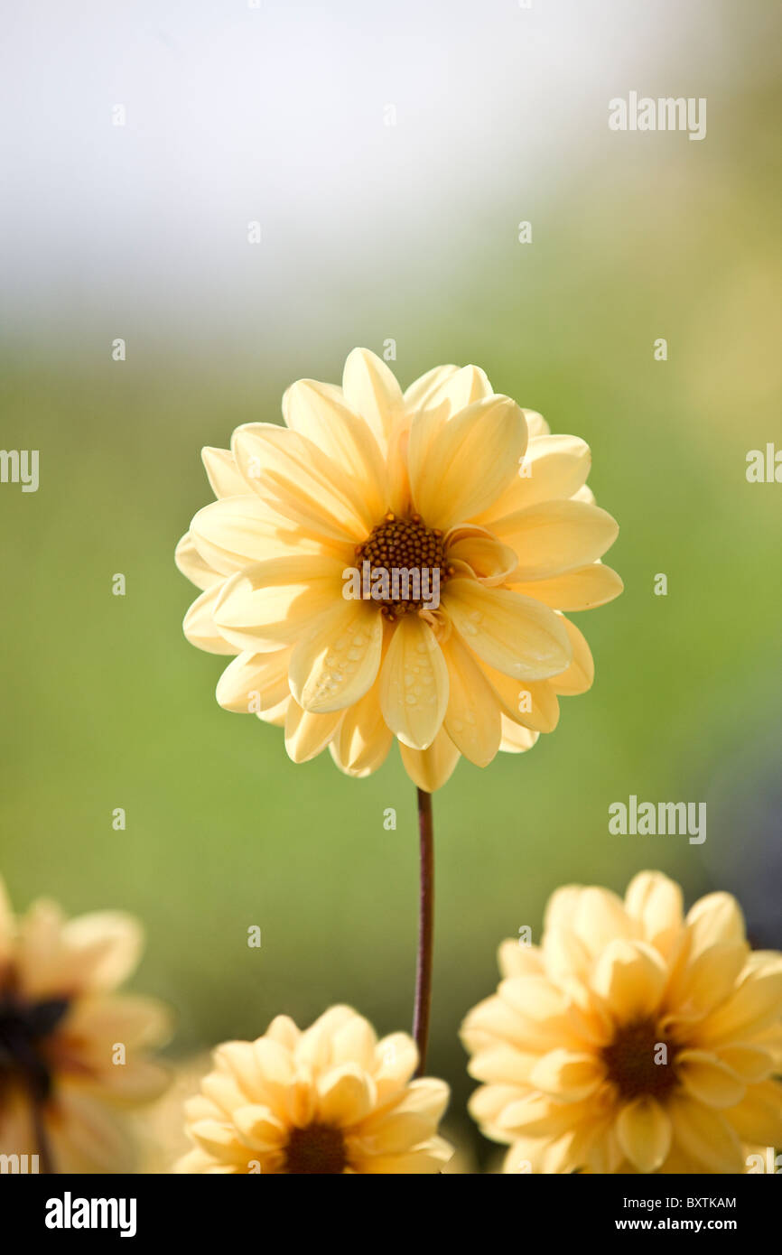 Zwei gelbe Chrysanthemeblumen Stockfoto