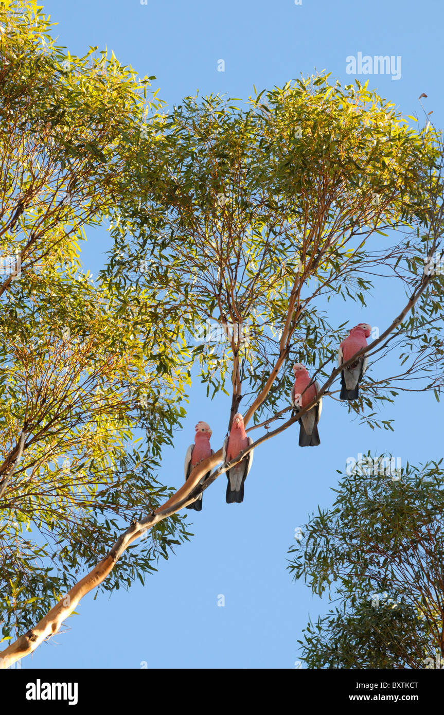 Rosakakadus In einem Baum Wa Australien Stockfoto