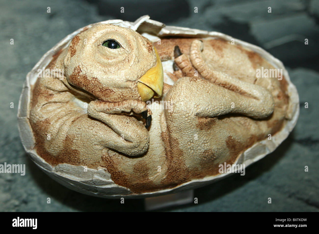 Modell zeigt Querschnitt durch eine Oviraptor Dinosaurier-Ei Stockfoto