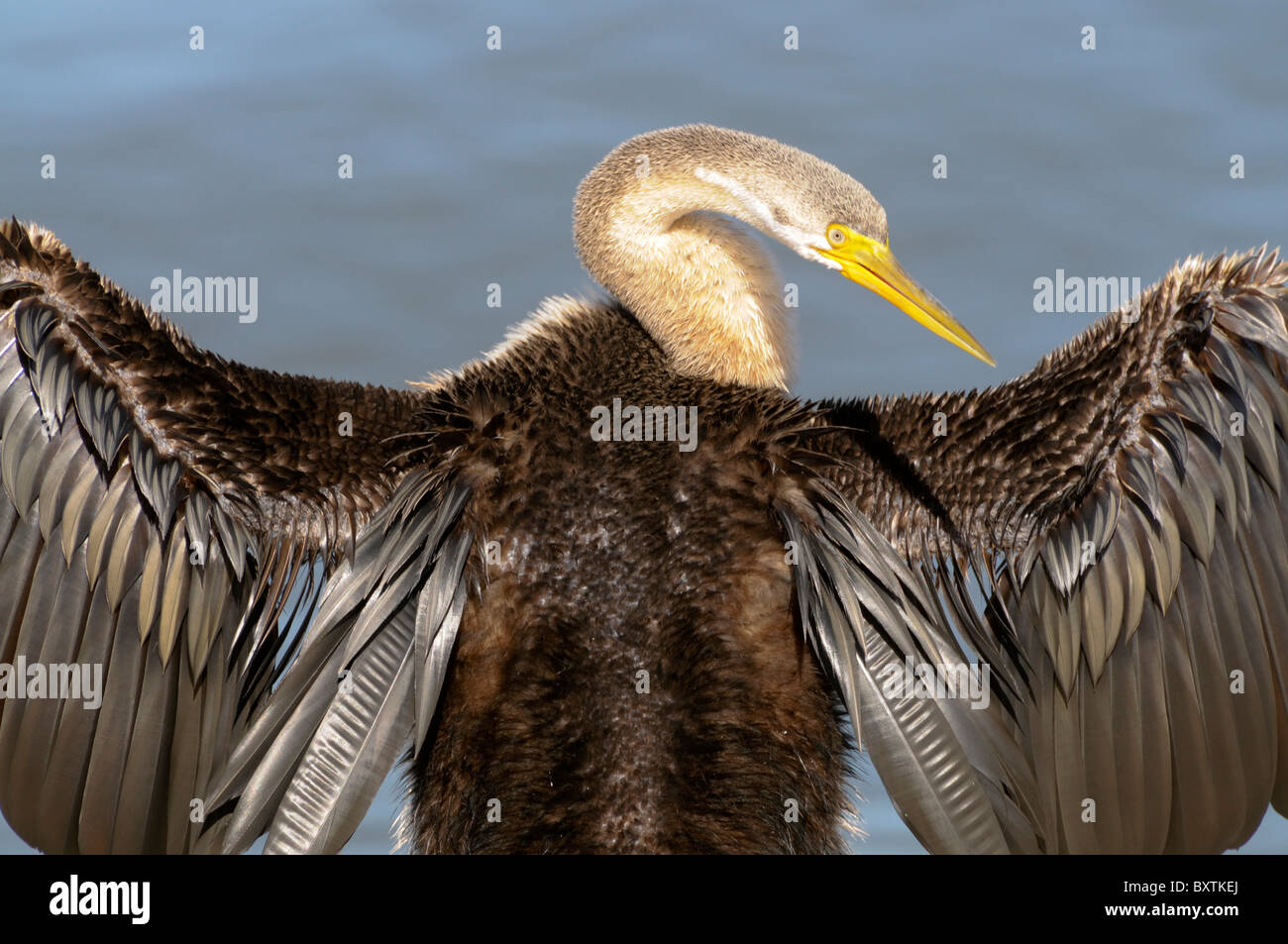 Kormoran Trocknung seine Flügel durch den Swan River In Perth Wa Australien Stockfoto