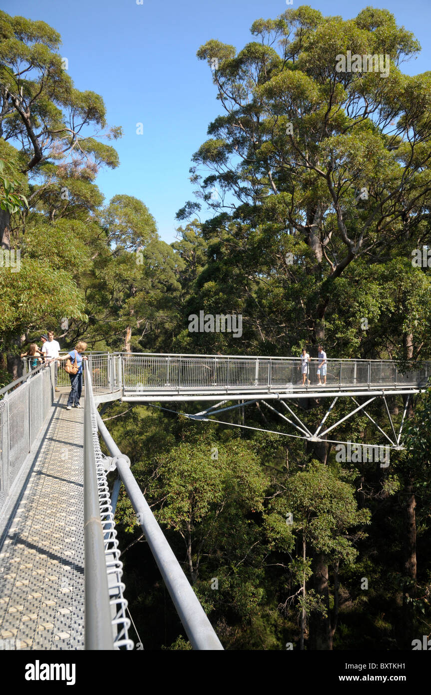 Tal der Riesen Treetop Walk in der Nähe von Walpole Wa Australien Stockfoto