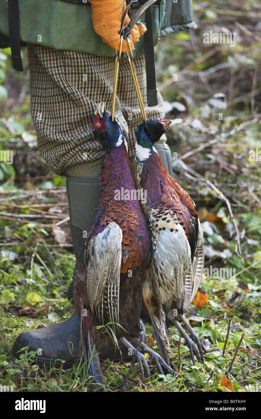 Eine gut gekleidete Spiel-Keeper hält zwei Ring – Necked Fasane. Stockfoto