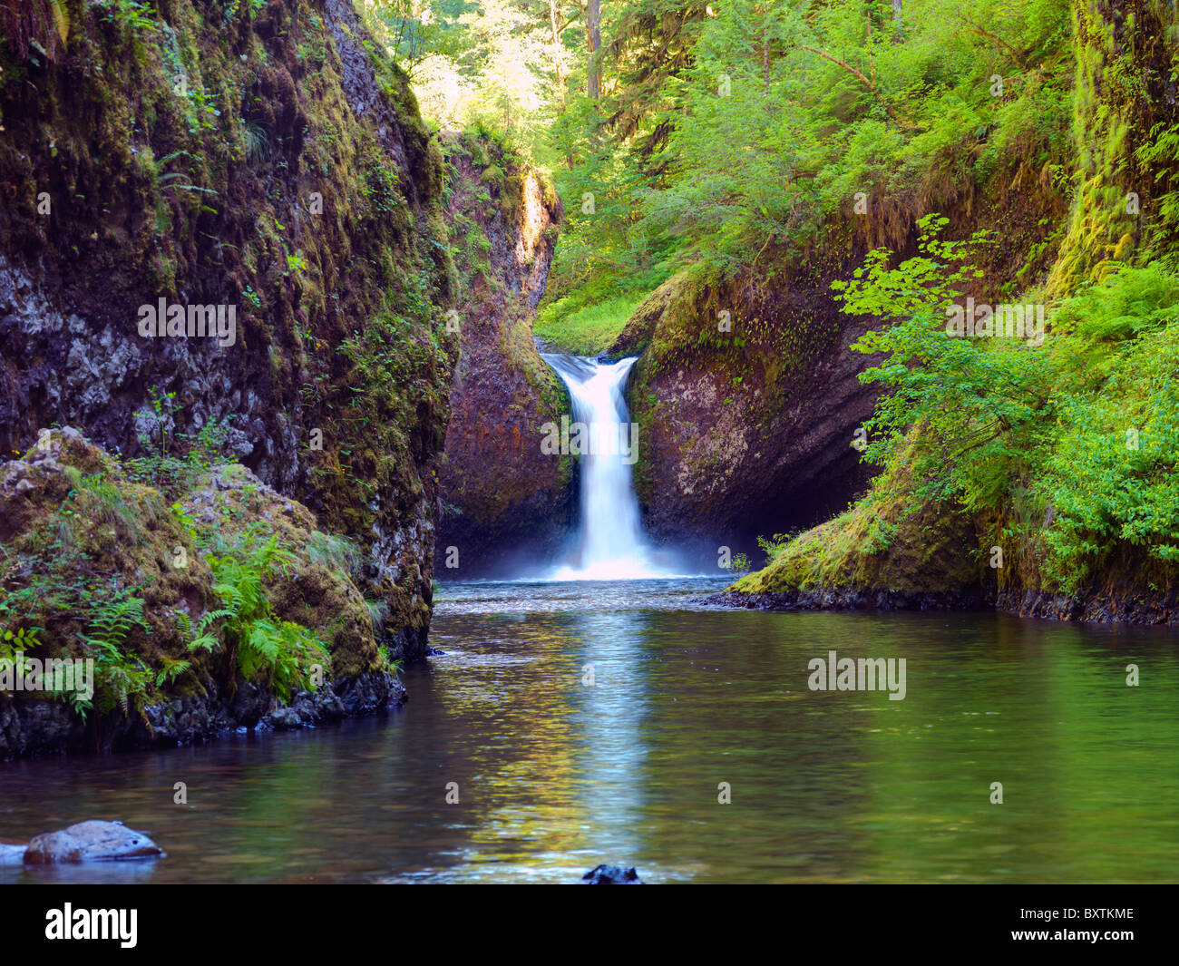 Adler fällt Oregon Usa Stockfoto