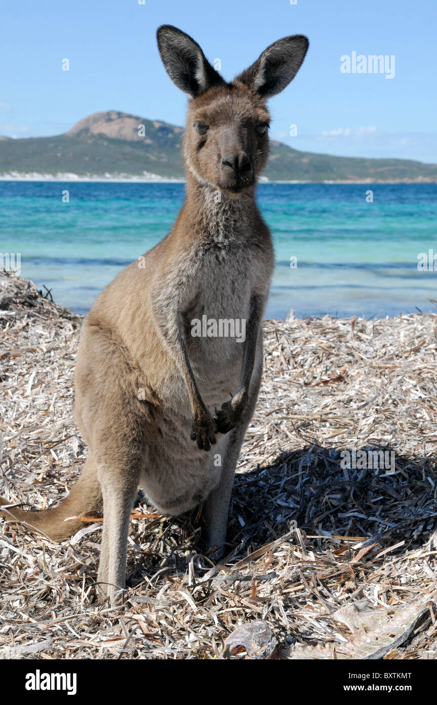 Kängurus am Strand von Lucky Bay In Cape Le Grand Nationalpark bei Esperance Wa Australia Stockfoto