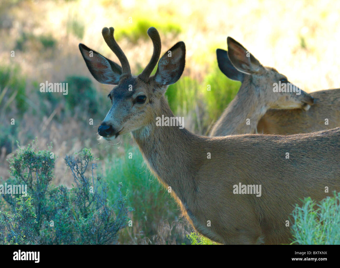 Maultier-Rotwild-Oregon-Usa Stockfoto