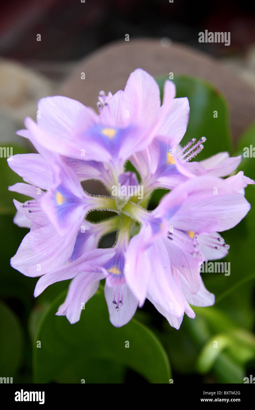 aquatische Blume Rush mit schönen Bokeh hinter Stockfoto