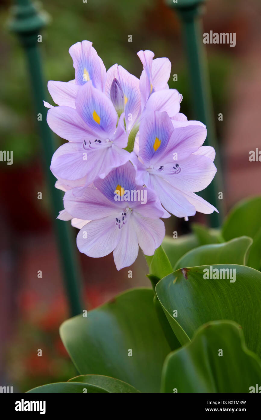 aquatische Blume Rush mit schönen Bokeh hinter Stockfoto