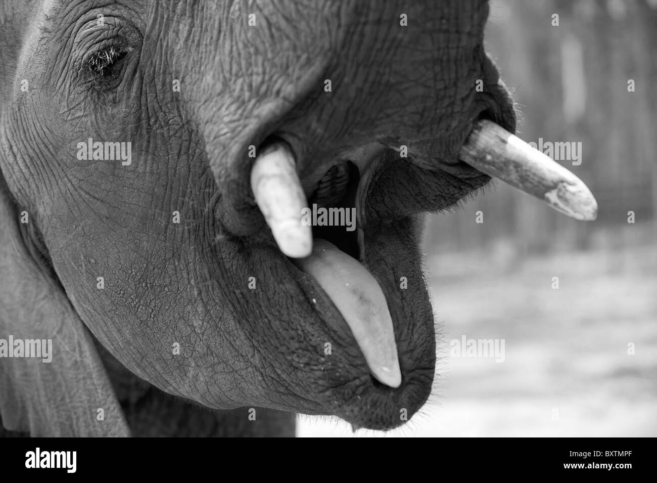 Afrikanischer Elefant seinen Mund zu öffnen und Anzeigen von seiner Zunge und Molaren in der Nähe von Knysna, Südafrika Stockfoto