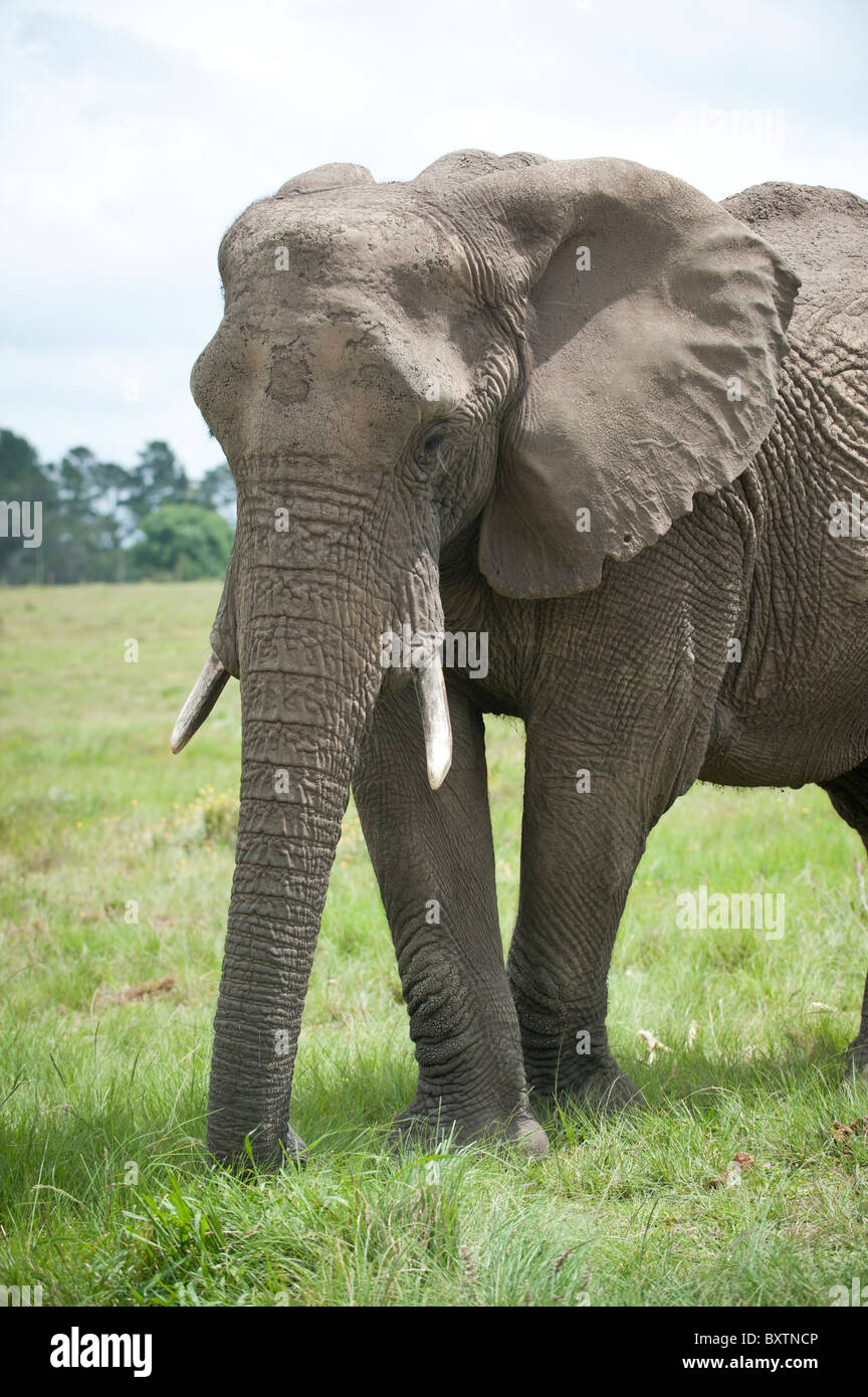 Großen erwachsenen männlichen afrikanischen Elefanten in Gefangenschaft auf eine Conservation Reserve in der Nähe von Knysna, Südafrika Stockfoto