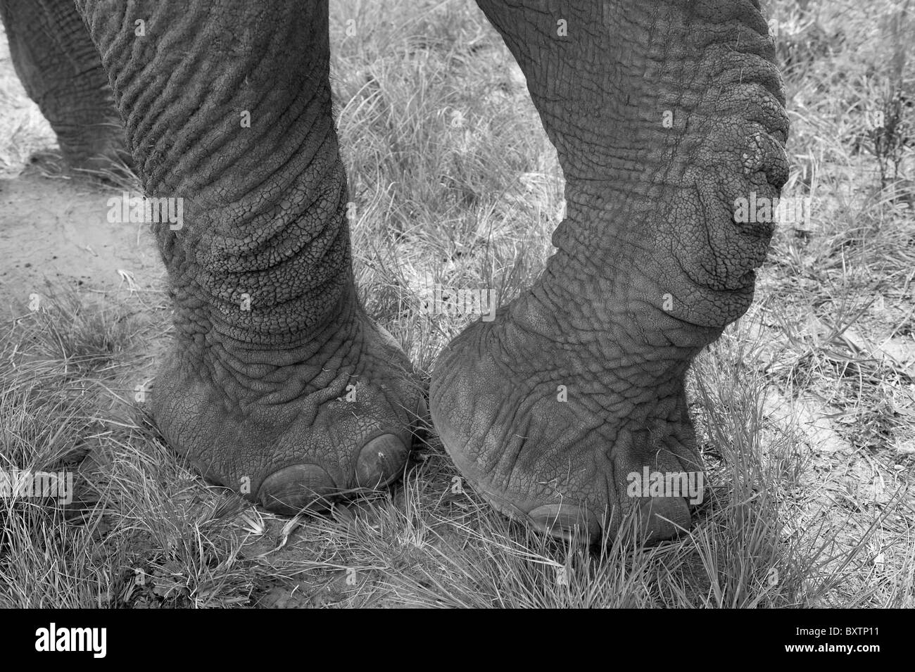 Die Füße eines afrikanischen Elefanten in Gefangenschaft auf eine Conservation Reserve in der Nähe von Knysna, Südafrika Stockfoto