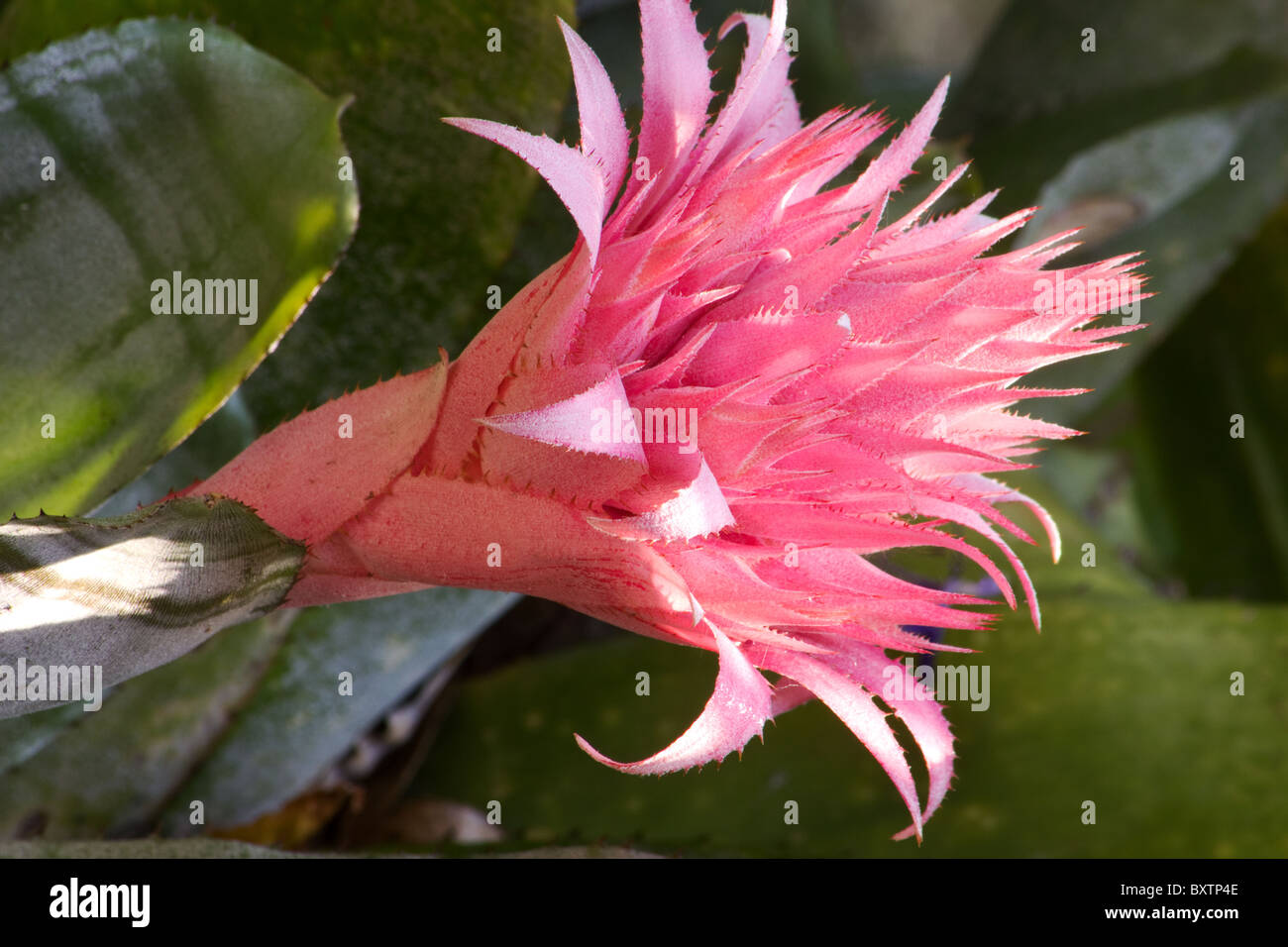 Nahaufnahme von Silber Vase Pflanze (Aechmea Fasciata) Bromelie Blume Stockfoto