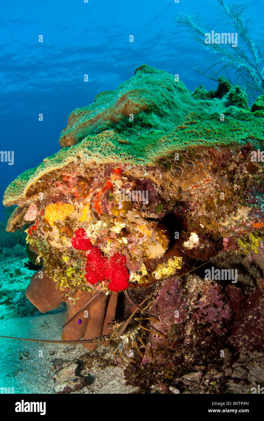 Unter Wasser abseits die Küste von Roatan Honduras - Karibik Languste, Panulirus Argus Stockfoto