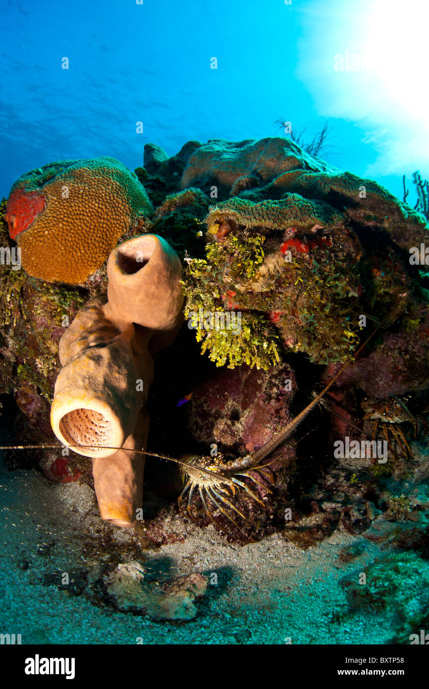 Unter Wasser abseits die Küste von Roatan Honduras - Karibik Languste, Panulirus Argus Stockfoto