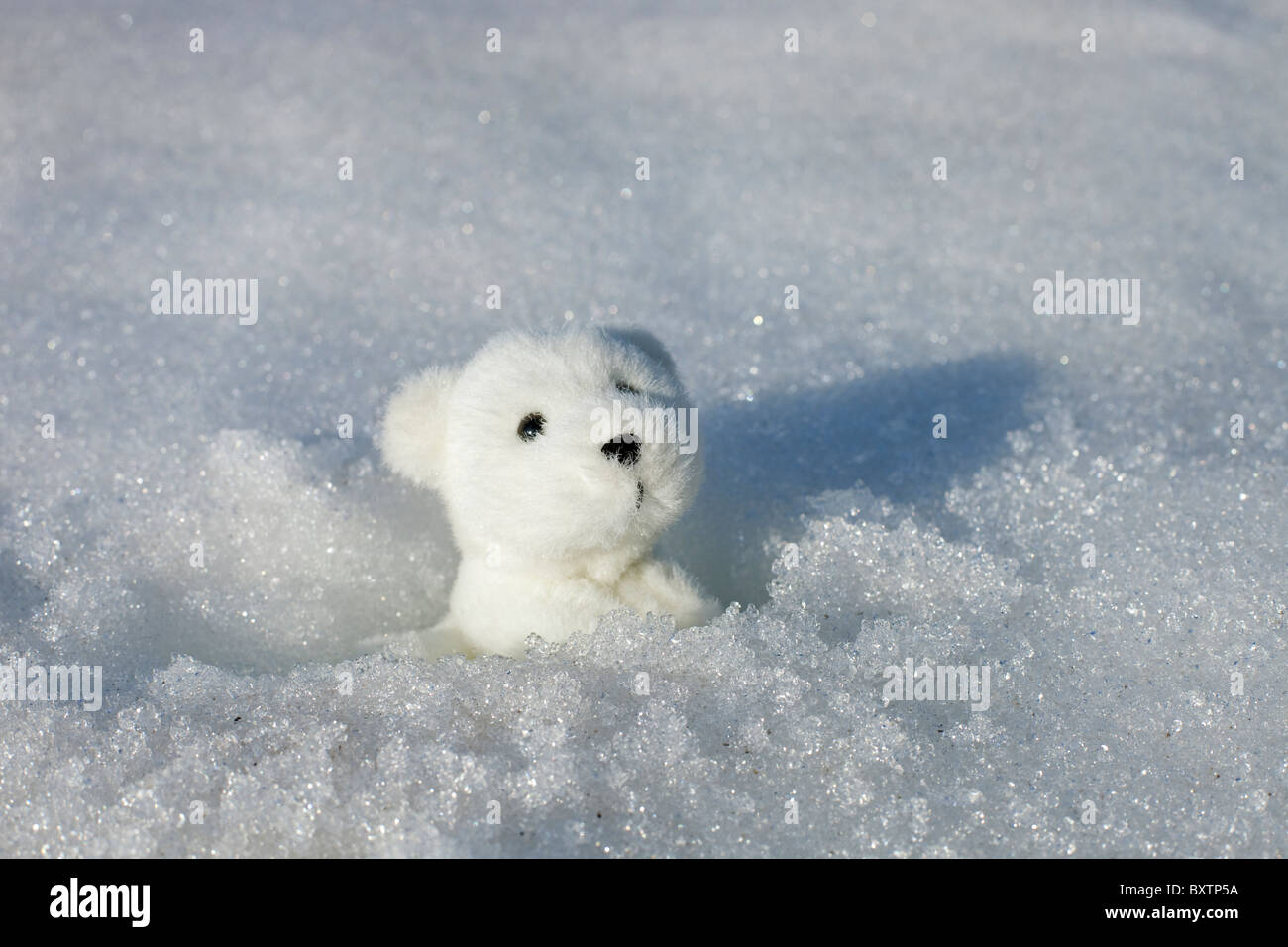 POLAR BEAR Spielzeug im Schnee Loch, vor Ort in der Arktis Stockfoto
