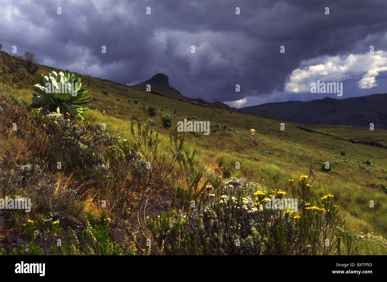 Ost-Afrika, Kenia, Aberdares Nationalpark Stockfoto