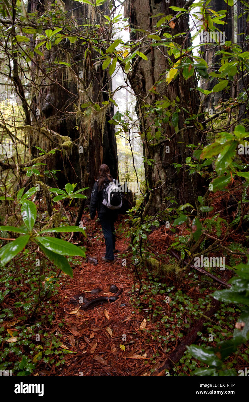 Lady Bird Johnson Grove Trail Stockfoto