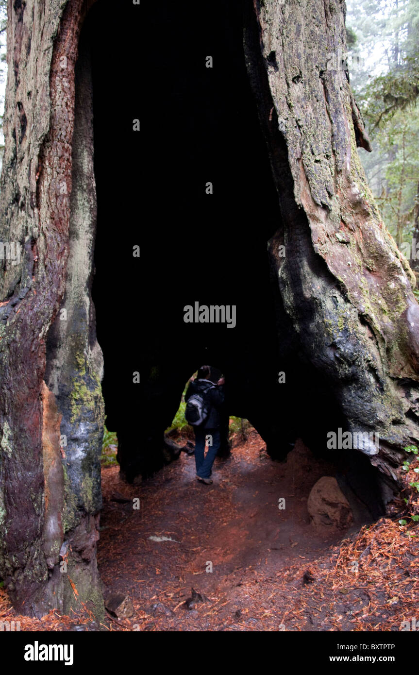 Lady Bird Johnson Grove Trail Stockfoto