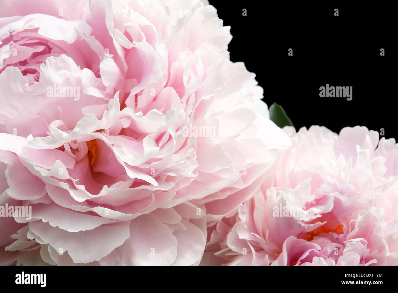 Blass rosa Blüten (Pfingstrosen) Detail Nahaufnahme isoliert auf schwarz. Große Blumen Hintergrund mit Textfreiraum. Stockfoto