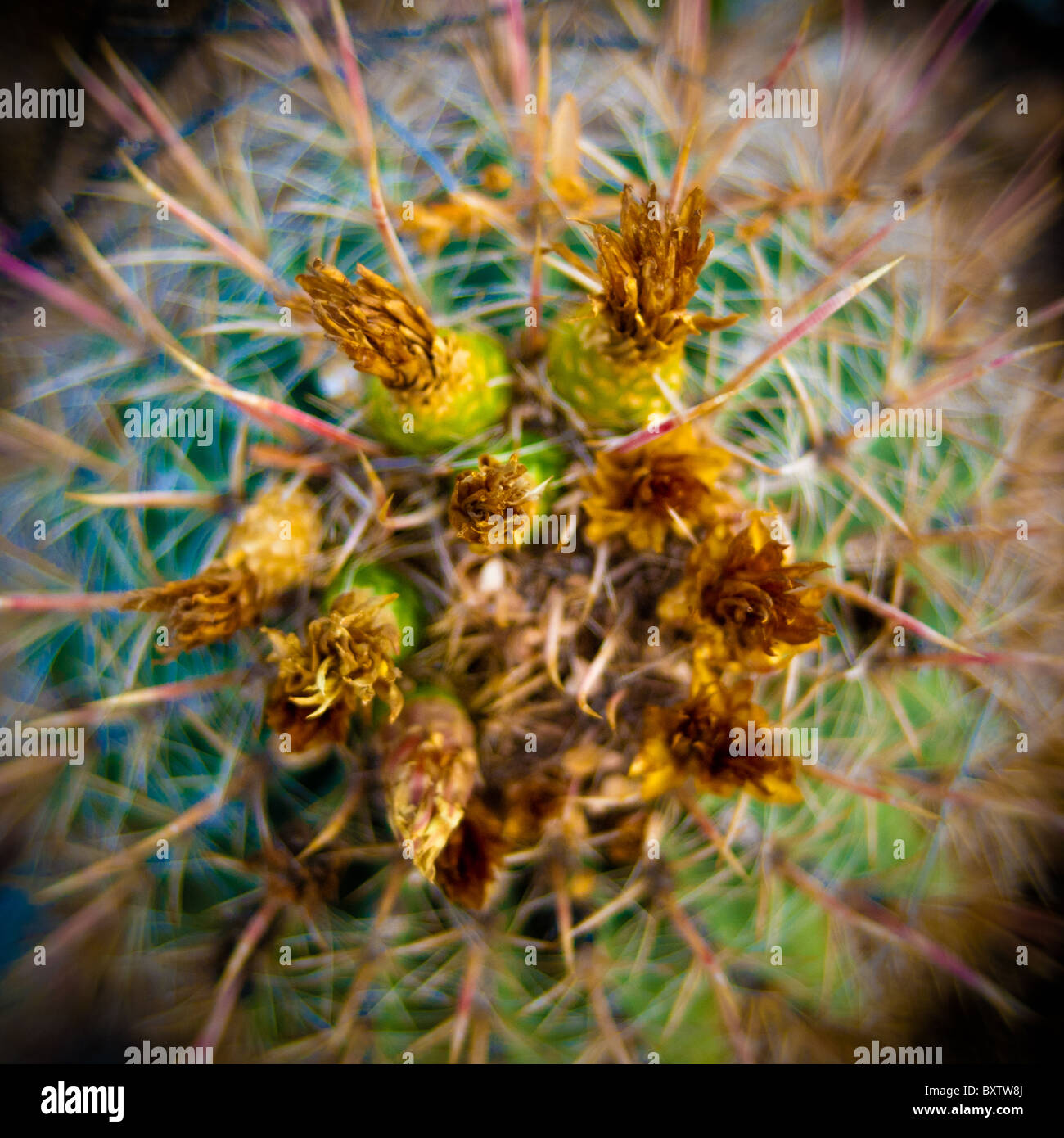 Barrel Cactus, Tucson Arizona Stockfoto