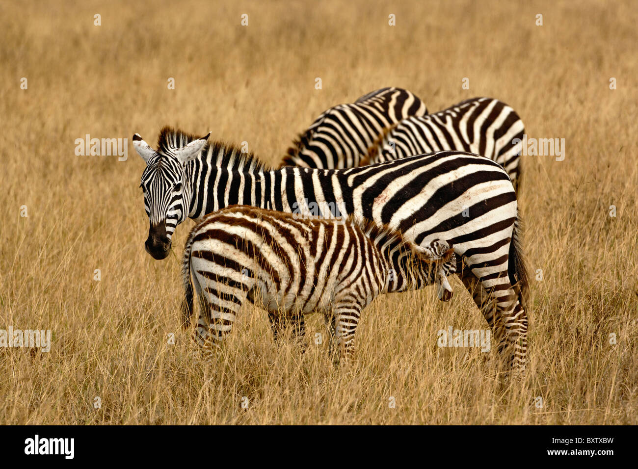 Burchell Zebra, Krankenpflege, Ngorongoro Crater, Tansania, Afrika Stockfoto