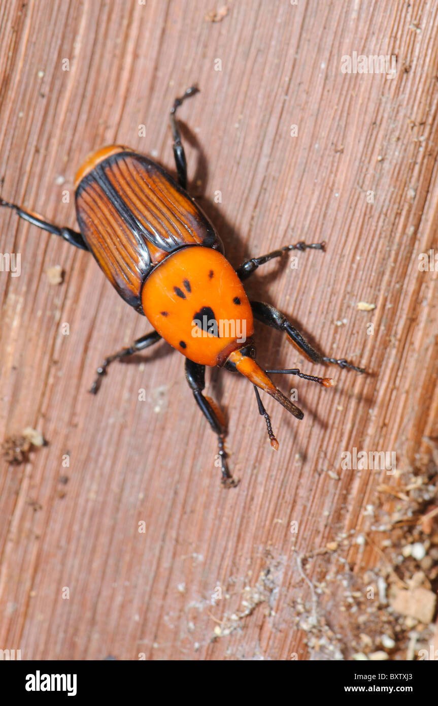 Erwachsene ab dem Red Palm Weevil (Rhynchophorus Ferrugineus) als gefunden bei Behandlung von einem befallenen Kanarische Palme, Spanien Stockfoto