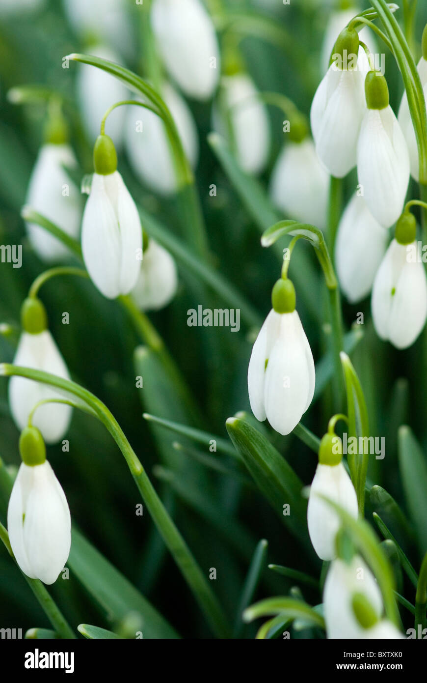 Schneeglöckchen in einem Bündel von leicht über Stockfoto