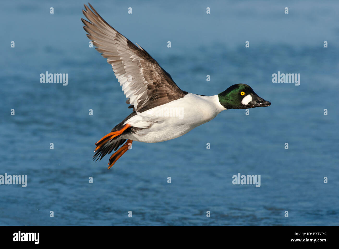 Gemeinsamen Goldeneye Ente Drake im Flug über gefrorenen Lagune-Victoria, British Columbia, Kanada. Stockfoto