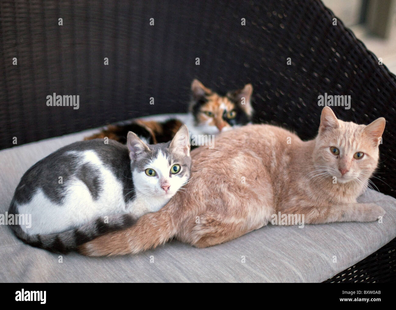 Wildkatzen in Kyrenia Nordzypern Stockfoto