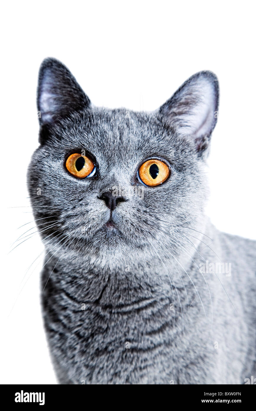 Junge schöne graue britische Katze auf weißem Hintergrund Stockfoto