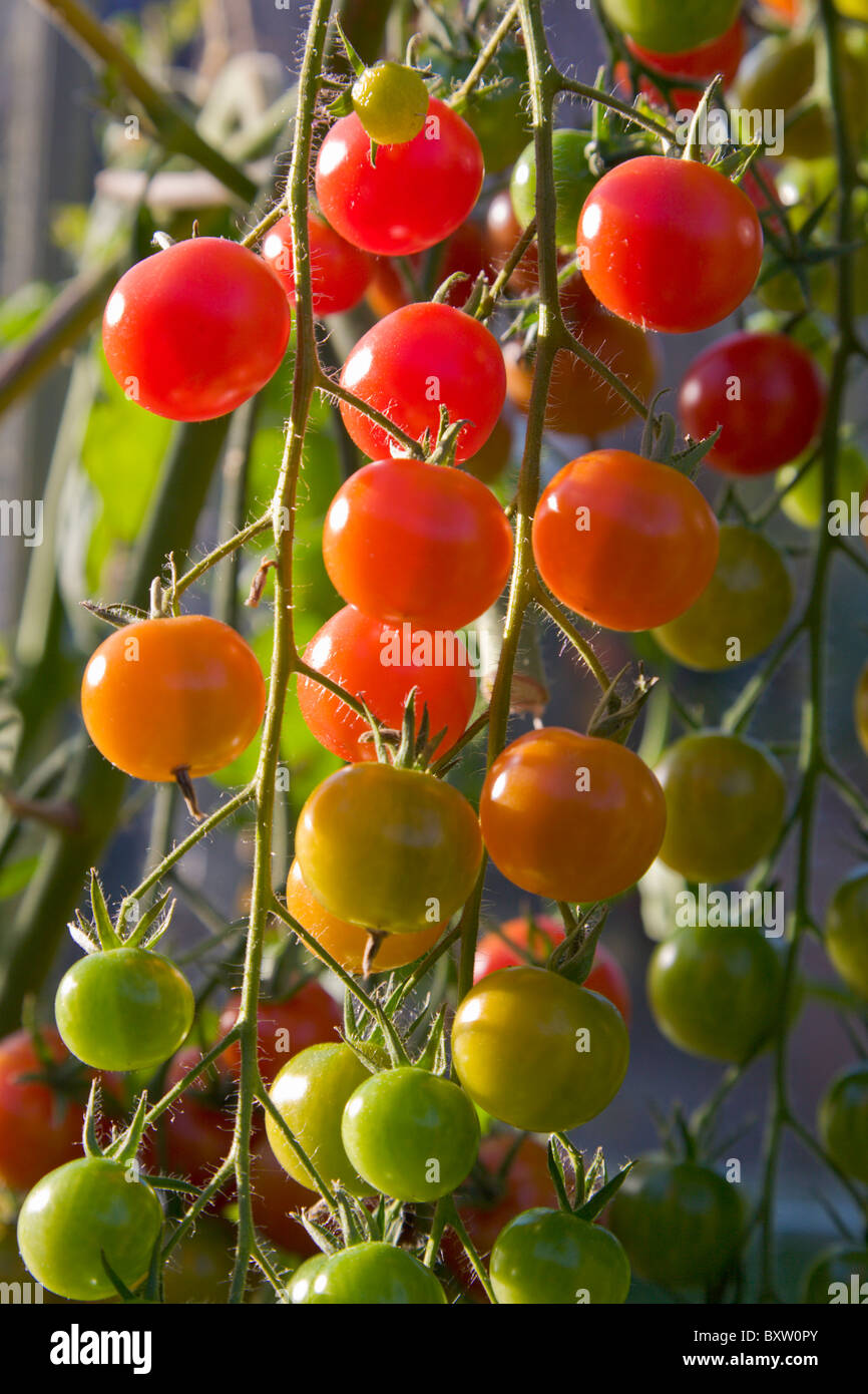 Gärtner Freude Tomaten in verschiedenen Stadien der Reifung Stockfoto