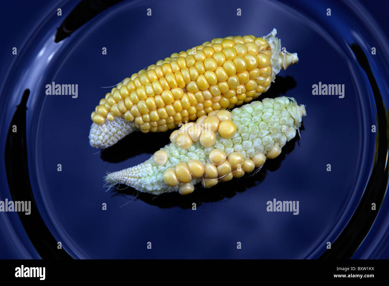 Zwei Mais Maiskolben zeigt schlechte Bestäubung und der daraus resultierende Mangel an Entwicklung Stockfoto