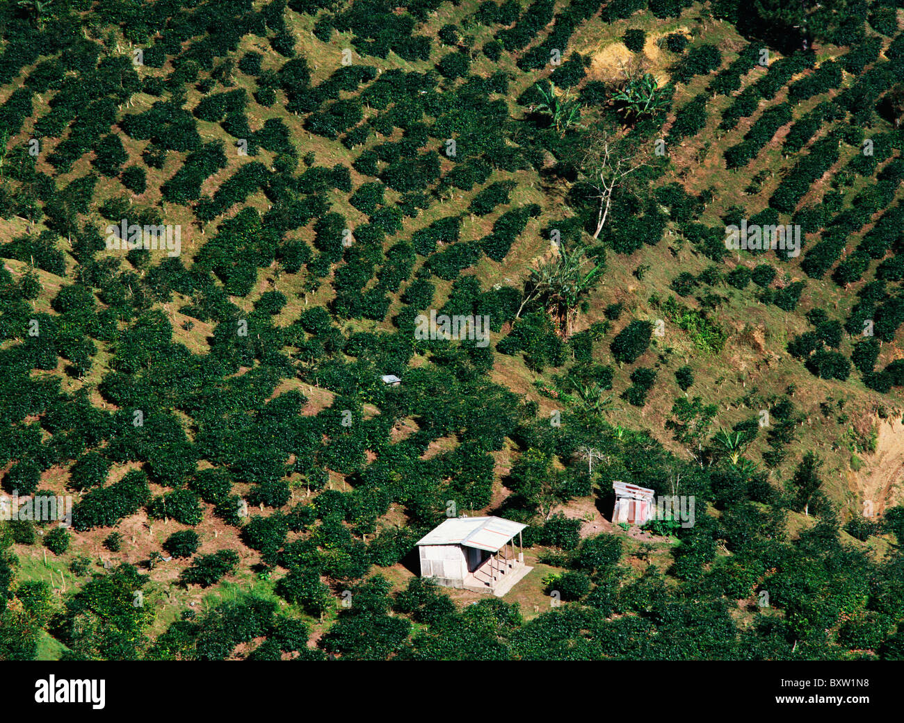 Kaffee Estate In den Blue Mountains Portland Parish, High Angle View Stockfoto