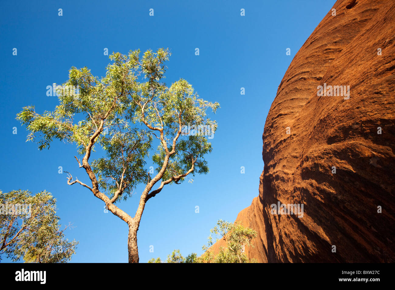 Australien-Northern Territory Uluru - Kata Tjuta National Park Wüste Eiche Baum an roten Felsen Ayers Rock am Sommermorgen Stockfoto