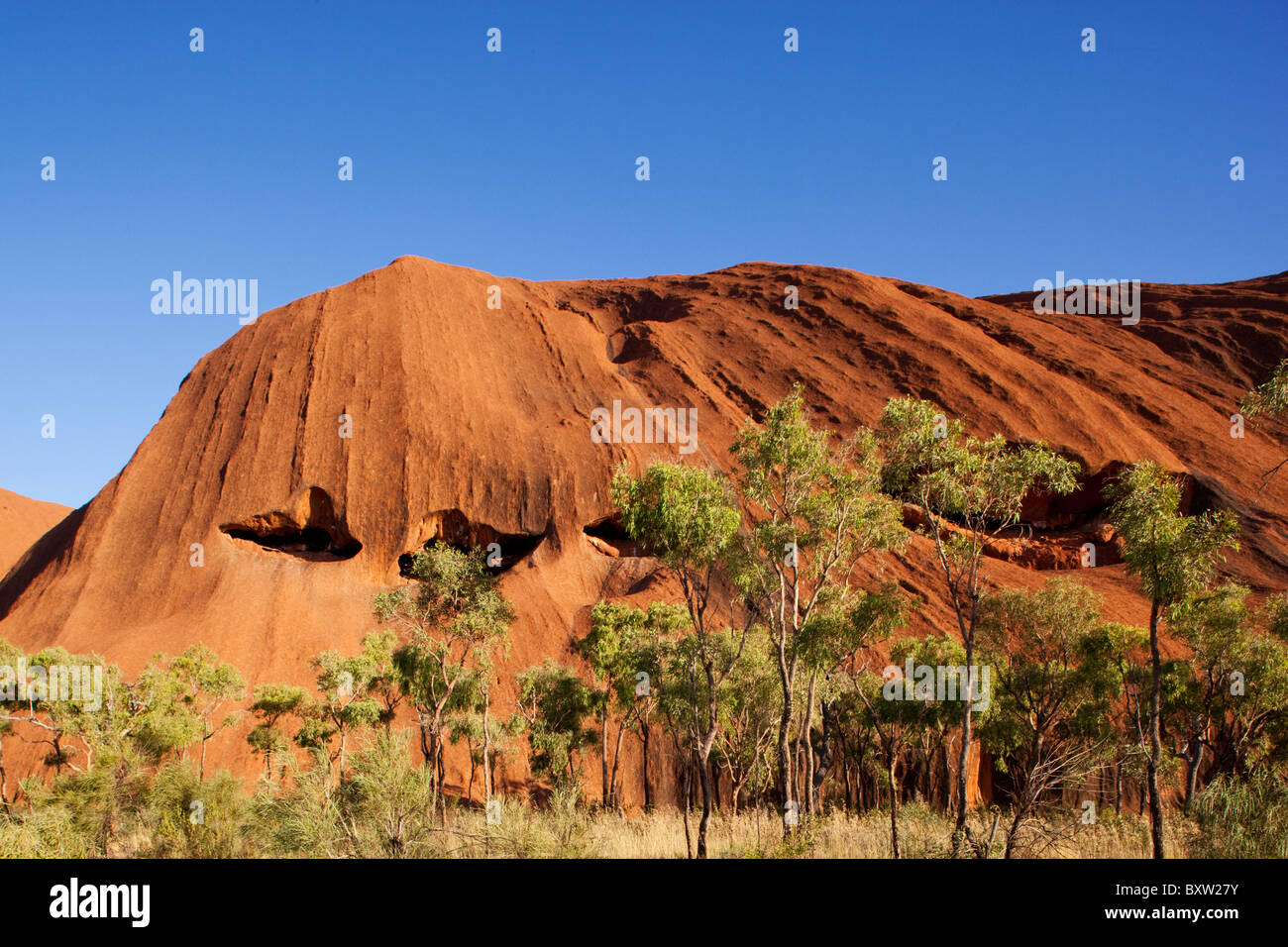 Australien-Northern Territory Uluru - Kata Tjuta National Park Wüste Eiche Bäume an roten Felsen Ayers Rock am Sommermorgen Stockfoto