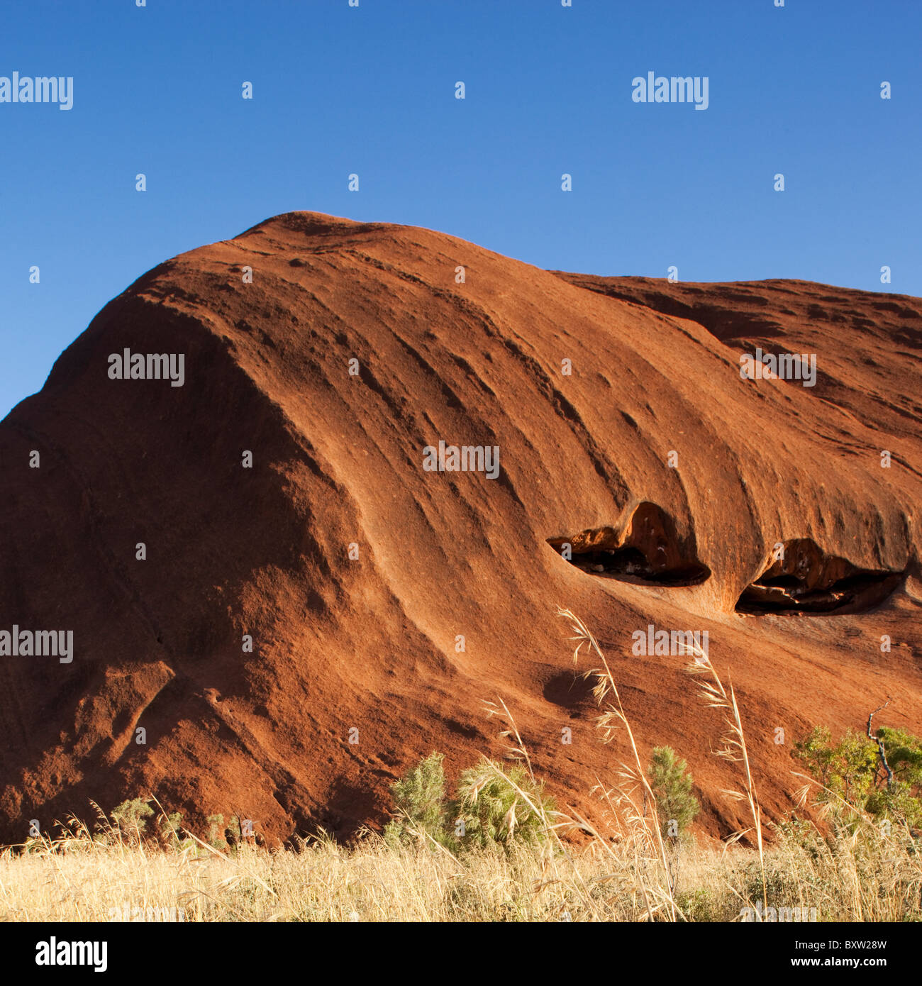 Australien, Northern Territory, Uluru - Kata Tjuta National Park, Spinifex Grass an roten Felsen Ayers Rock am Sommermorgen Stockfoto