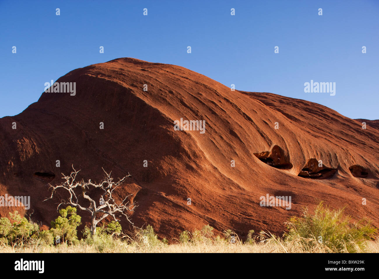 Australien-Northern Territory Uluru - Kata Tjuta National Park Spinifex Gras- und sonnengebleichten Wüste Eiche am roten Felssockel Stockfoto