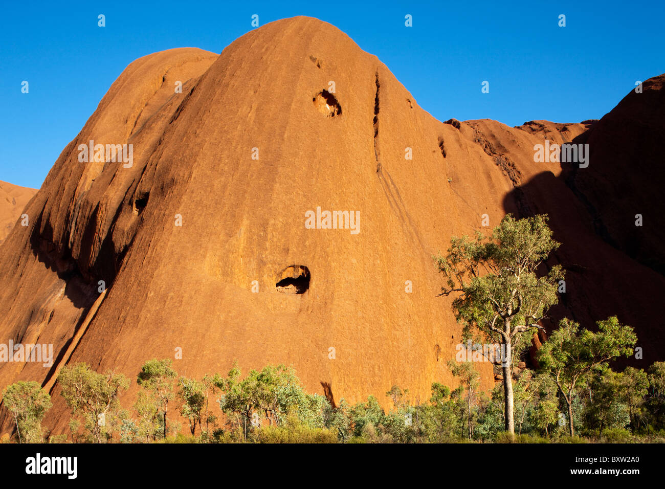 Australien-Northern Territory Uluru - Kata Tjuta National Park Wüste Eiche Bäume an roten Felsen Ayers Rock am Sommermorgen Stockfoto