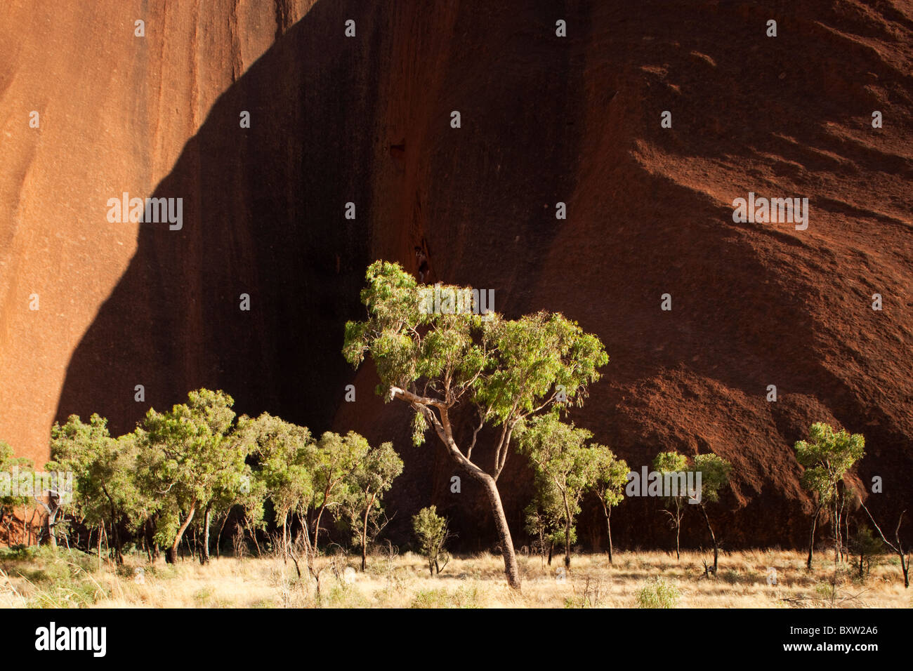 Australien-Northern Territory Uluru - Kata Tjuta National Park Wüste Eiche Bäume und Spinifex Grass an roten Felsen Ayers Stockfoto