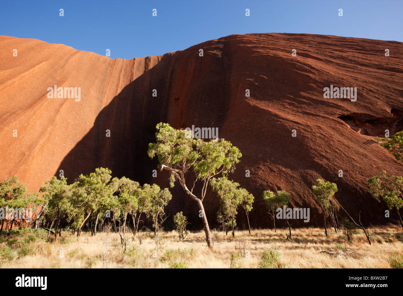 Australien-Northern Territory Uluru - Kata Tjuta National Park Wüste Eiche Bäume und Spinifex Grass an roten Felsen Ayers Stockfoto