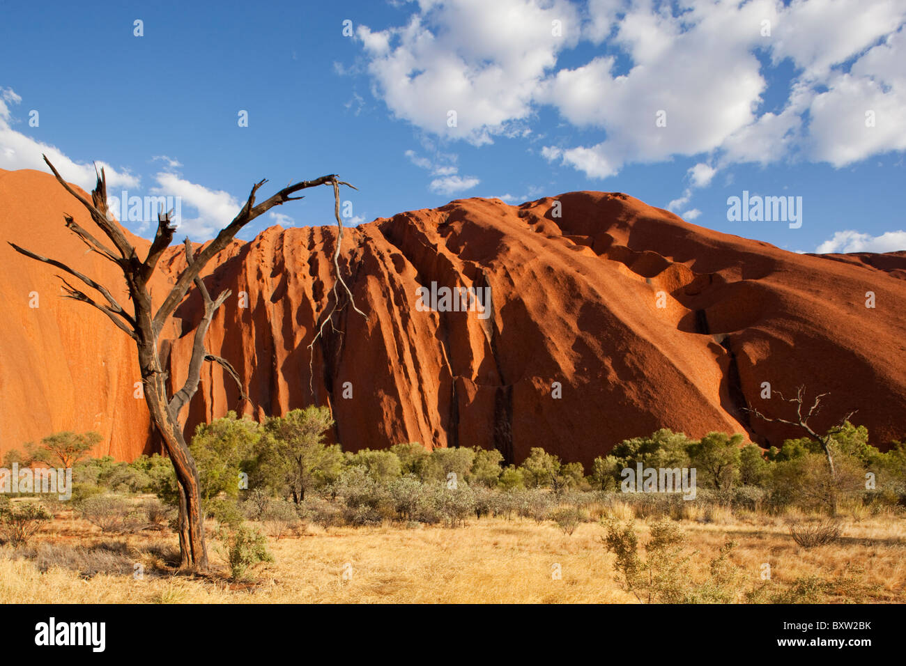 Australien-Northern Territory Uluru - Kata Tjuta National Park Toten Wüste Eiche und Spinifex Grass an roten Felsen Ayers Stockfoto