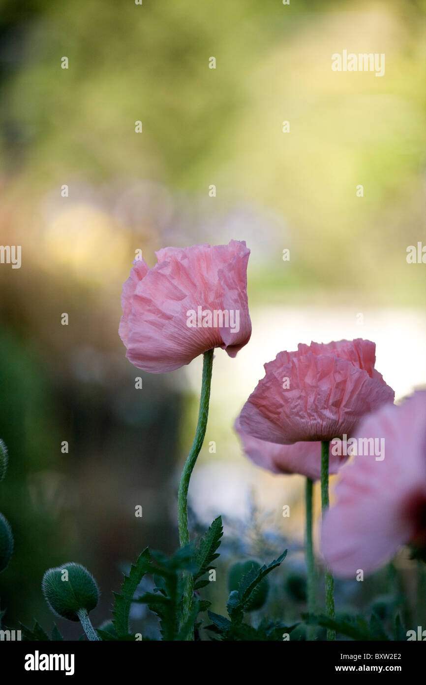 Rosa Orientalischer Mohn Stockfoto