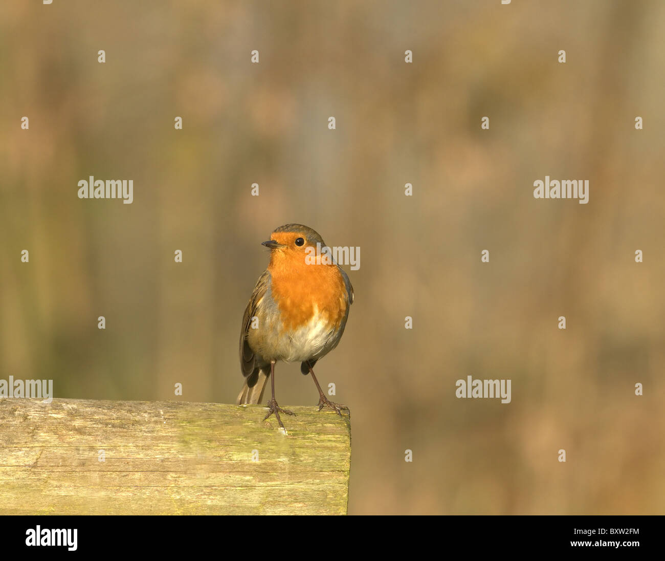 ROBIN ERITHACUS RUBECULA WINTER UK Stockfoto