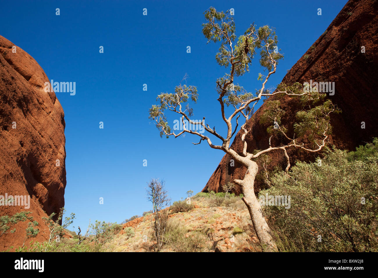 Australien, Northern Territory, Uluru - Kata Tjuta National Park, Wüste Eiche Baum im Canyon des Mount Olga Felsformation Stockfoto