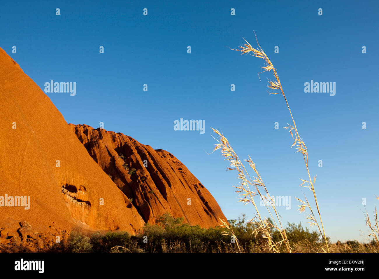 Australien-Northern Territory Uluru - Kata Tjuta National Park untergehenden Sonne leuchtet Spinifex Gras- und roten Felsen Flanken des Ayers Stockfoto