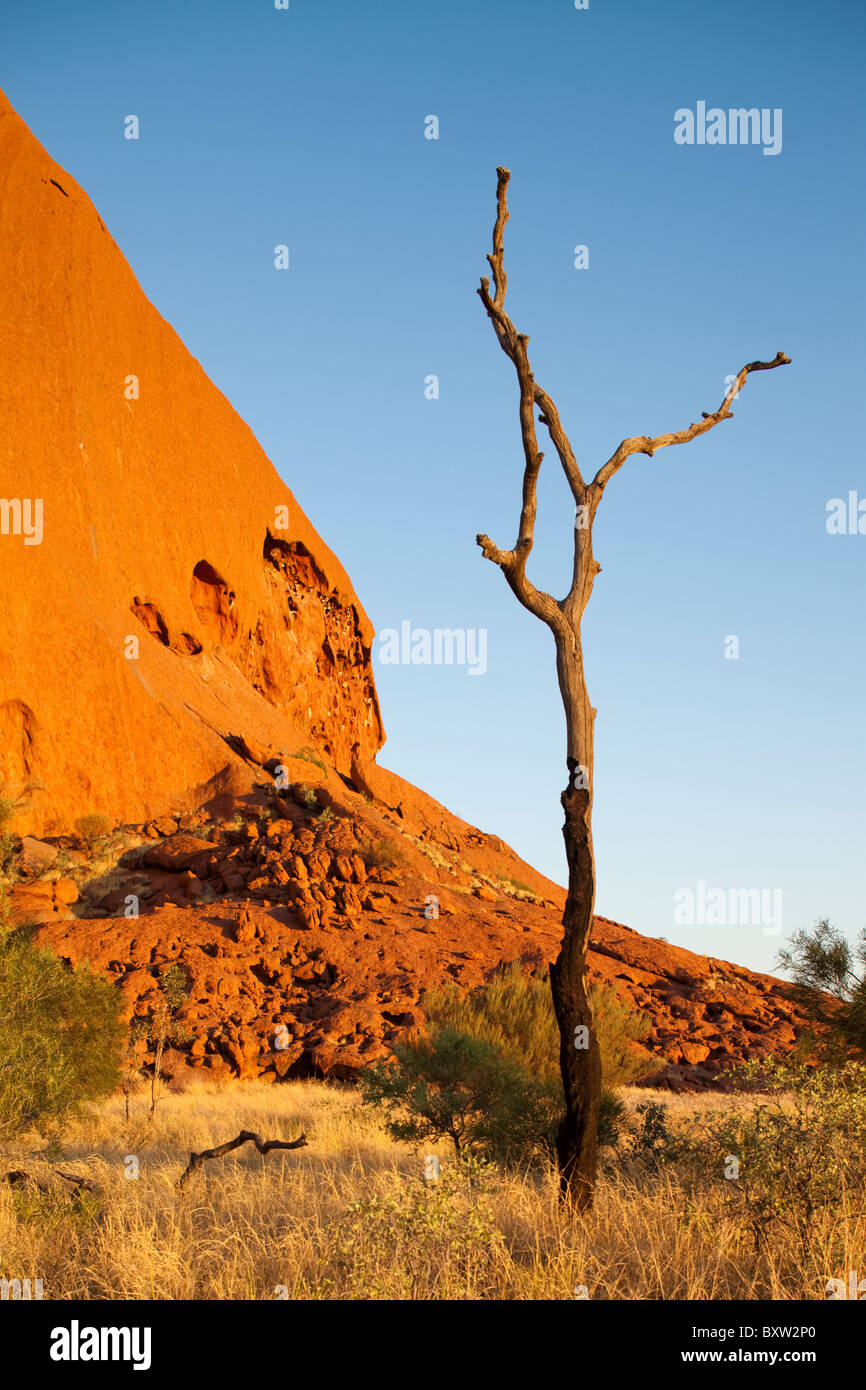 Australien-Northern Territory Uluru - Kata Tjuta National Park Einstellung Sonne leuchten einsame Liebe Wüste Eiche und roten Felsen Flanken Stockfoto
