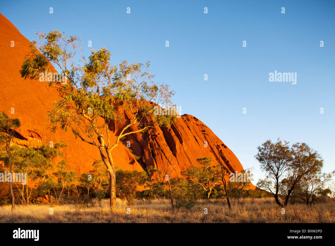 Australien-Northern Territory Uluru - Kata Tjuta National Park untergehenden Sonne leuchtet einsame Wüste Eichen und roten Felsen Flanken des Stockfoto