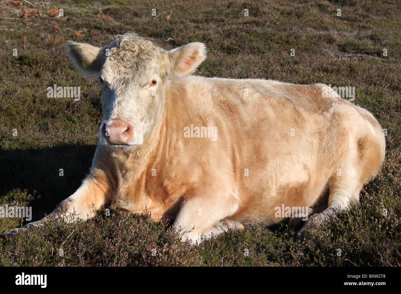Eine ruhende Kuh in der Sonne auf der Heide Stockfoto
