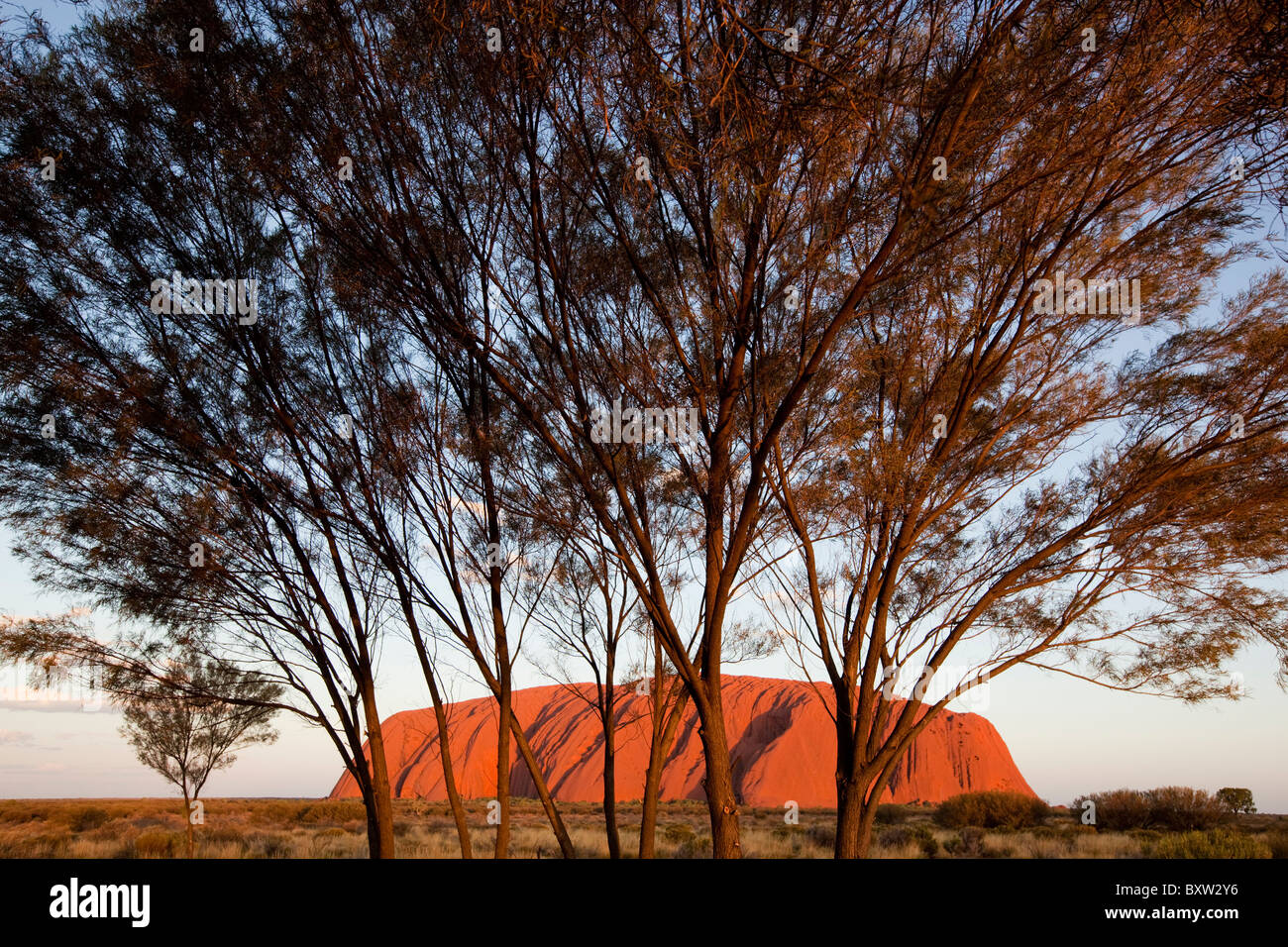 Australien-Northern Territory Uluru - Kata Tjuta National Park untergehenden Sonne leuchtet Wüste Eichen und rote Sandwüste Stockfoto